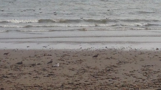 Seagulls are an increasing nuisance, according to councillors and traders