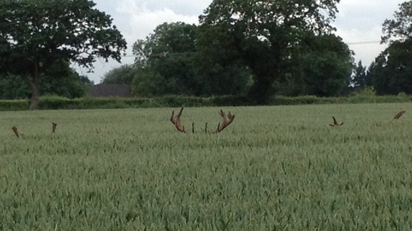 Deer