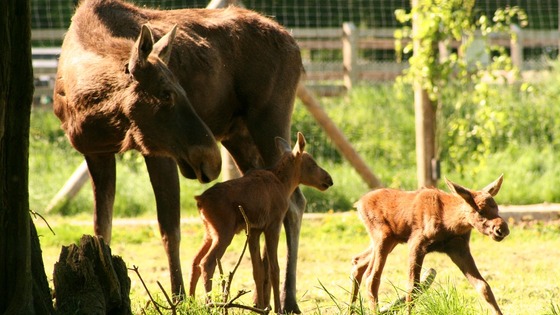 European moose calves Toffee and Caramel