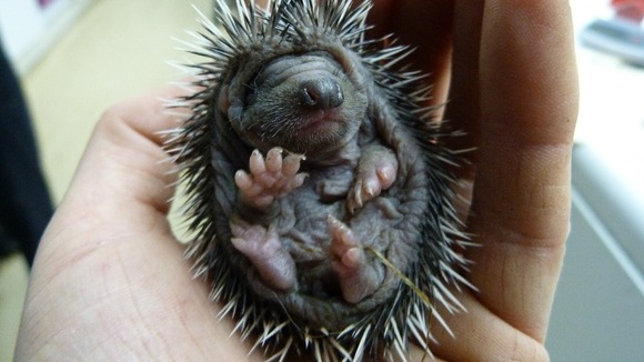 Hedgehog
