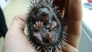 Hedgehog