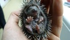 Hedgehog