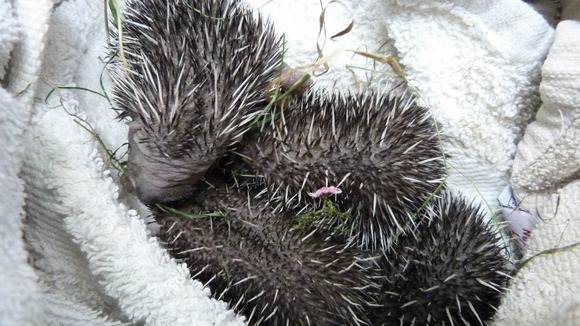 hedgehog