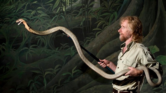 Reptile curator Mark O'Shea with King Cobra "Sleeping Beauty"