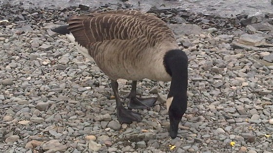 Canada Goose