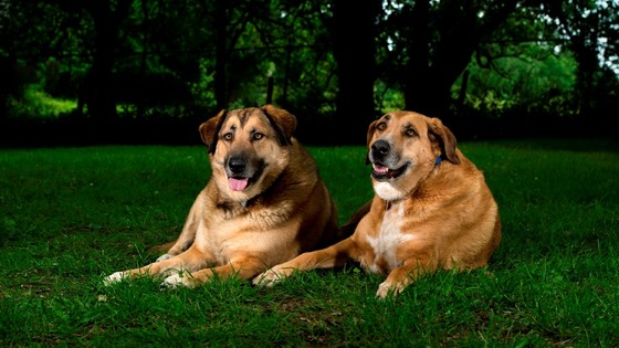 Podgy Pooches