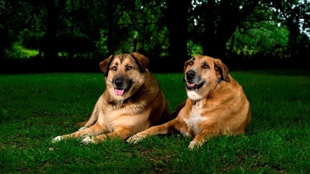 Podgy Pooches