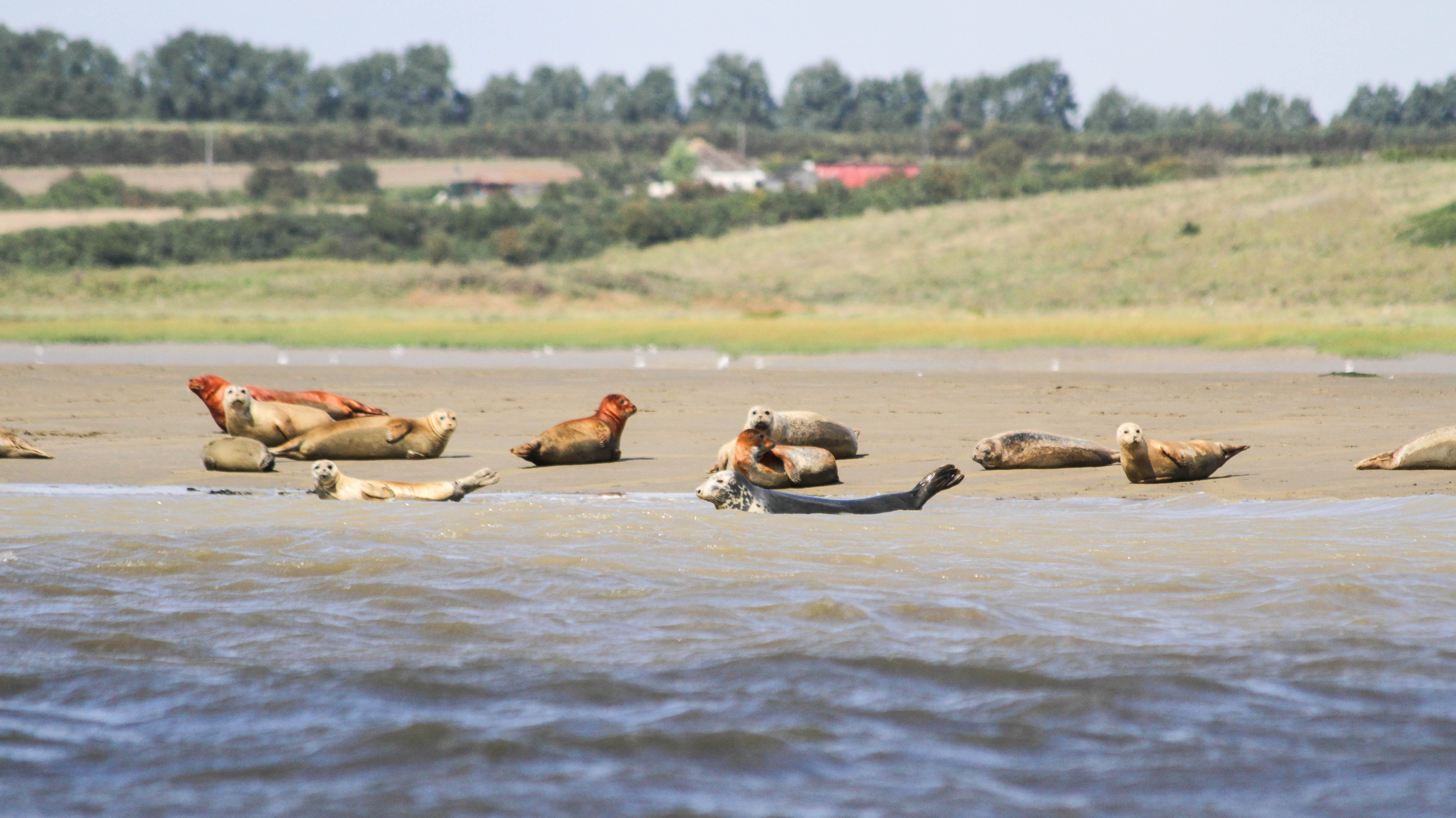 Seal numbers increasing in the Thames London ITV News