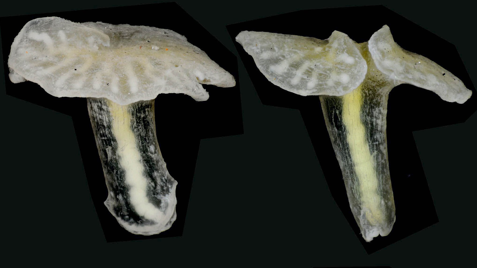 National Business Group On Health >> 'Alien mushroom creatures' found off Australian coast - ITV News National Business Group On Health >> 'Alien mushroom creatures' found off Australian coast - ITV News
