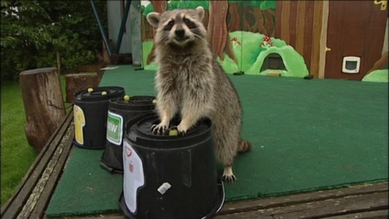 Rocky the raccoon