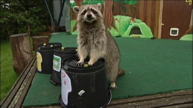 Rocky the raccoon