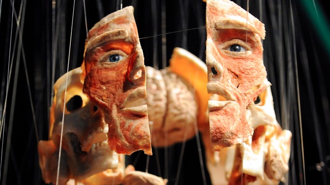 body worlds vital exhibition extended in newcastle tyne tees itv body works