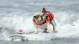 Betsy, a seven-year-old Bulldog, rides a wave during the surfing competition.
