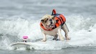 Betsy, a seven-year-old Bulldog, rides a wave during the surfing competition.
