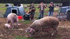 Pigs enjoying music
