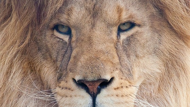 Zuri the lion