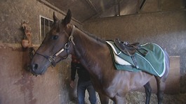"Stone of Folca", the horse