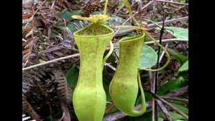 Meat-eating plant