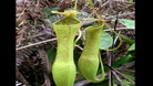 Meat-eating plant