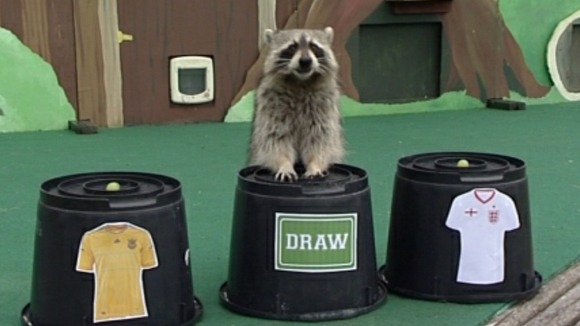 Rocky the raccoon