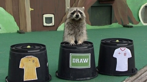 Rocky the raccoon