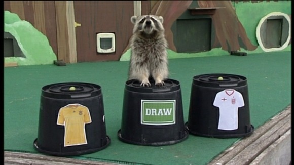 raccoon predicts