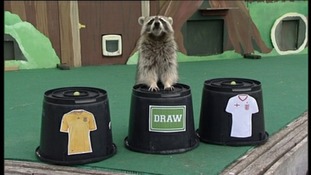 raccoon predicts
