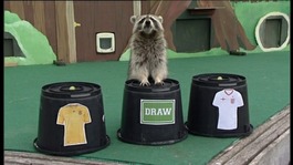 raccoon predicts