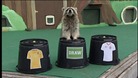 raccoon predicts
