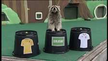 raccoon predicts