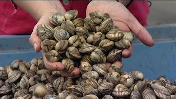 Cockles