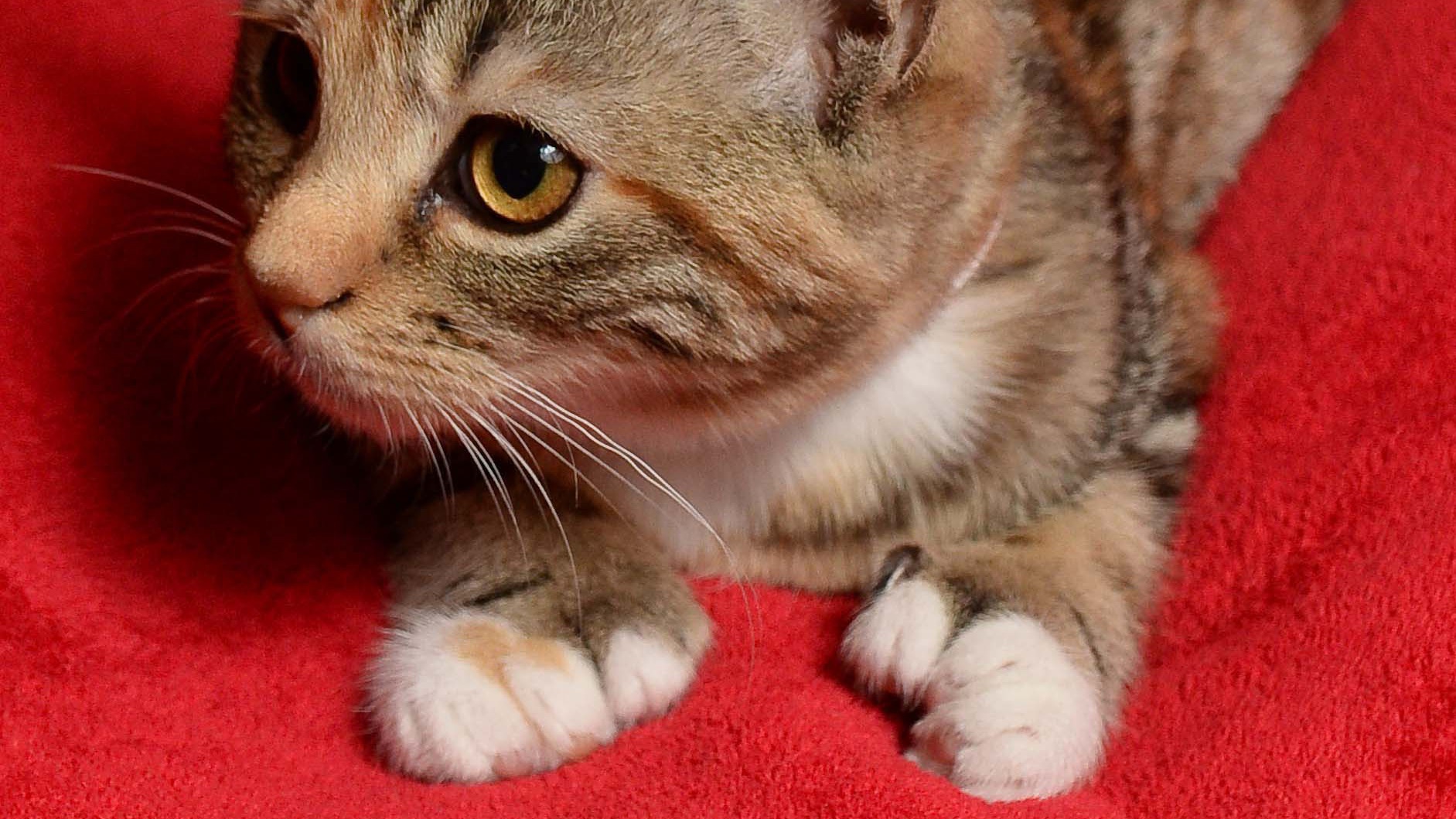 LOOK Birmingham kittens born with extra toes Central ITV News