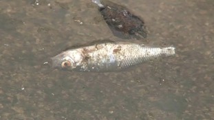 Dead fish