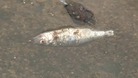 Dead fish