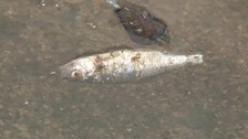 Dead fish