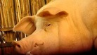 Funtik the pig