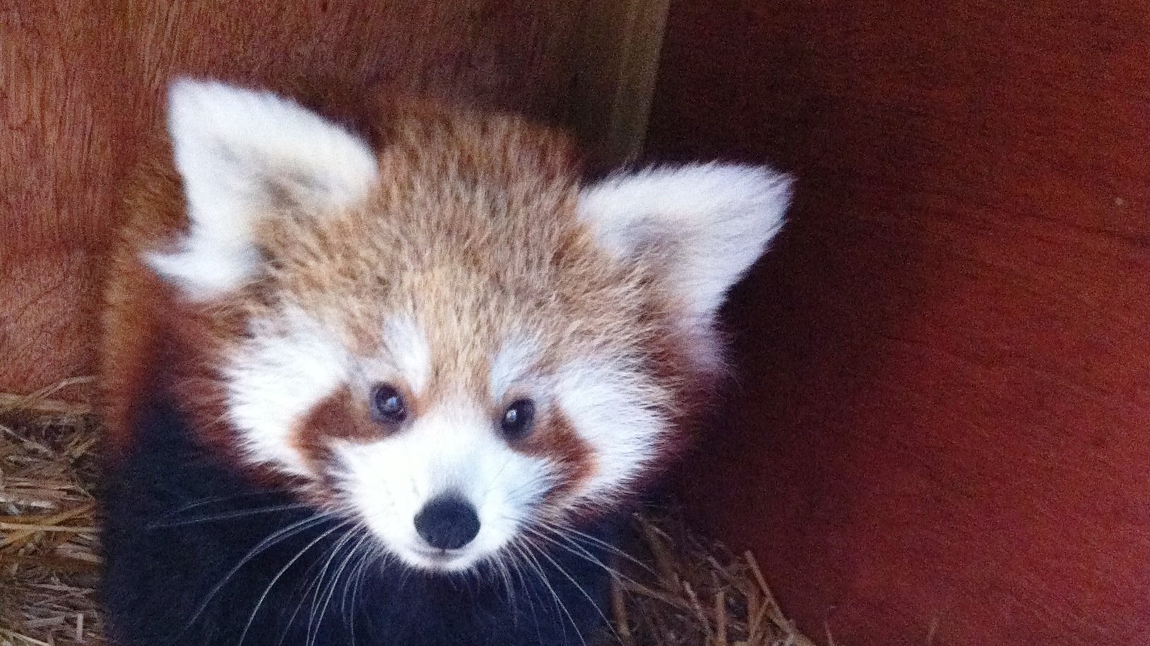 Red panda cubs venture out the nest box Meridian ITV News