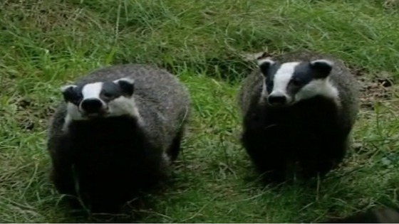 badgers