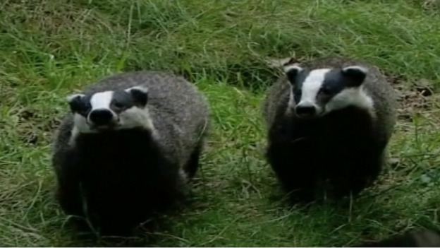 badgers