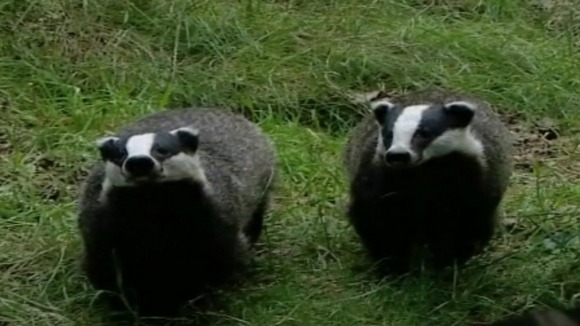 badgers