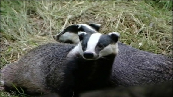 Badgers