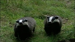 Badgers
