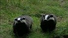 Badgers