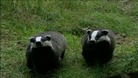Badgers