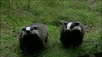 Badgers