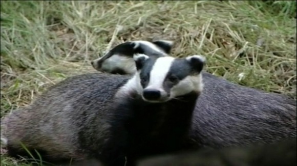 Badgers