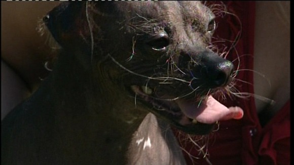 Mugly the world's ugliest dog