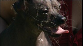 Mugly the world's ugliest dog