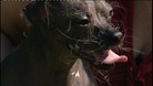 Mugly the world's ugliest dog