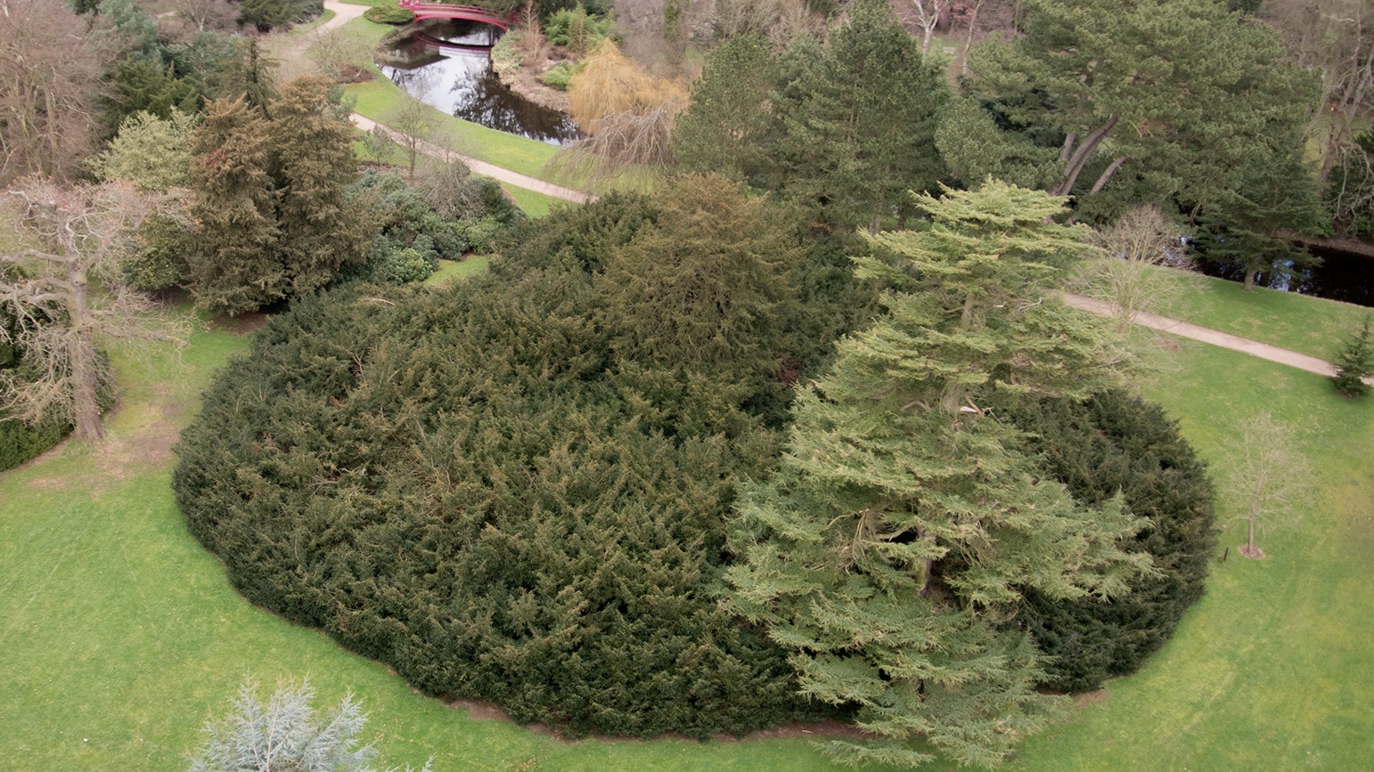 Could this be the largest yew tree in Europe? Central ITV News